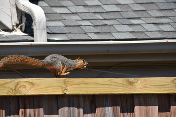 Squirrel running