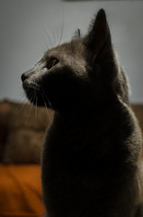 Black cat in light contrast