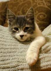 Furry cat sleeping on wool