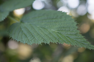 details of a leaf