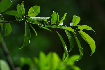 green leaf with dew drops