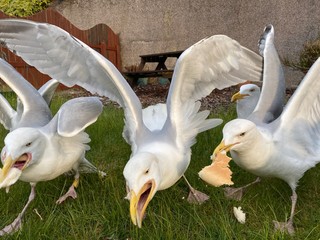 group of gulls 