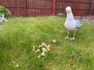 seagull on grass 