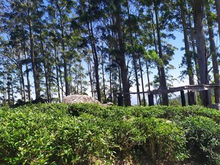 old wooden fence in the garden