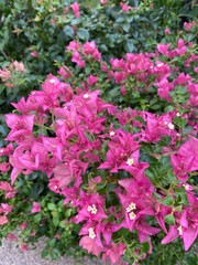pink and white flowers