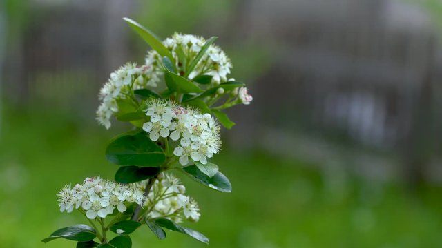 Blooming Aronia tree in spring (Melanocarpa) - (4K)
