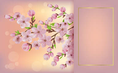 blooming cherry branch. japan sakura cherry branch with blooming flowers. Cherry blossoms floral background.