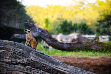 Lookout Lemur