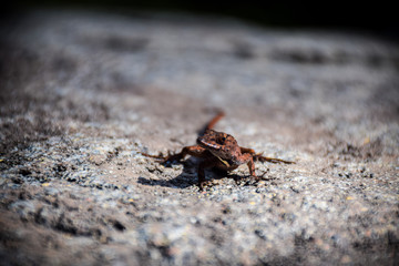 Red Lizard