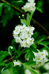 fleur 14