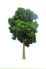 Green trees on a white background