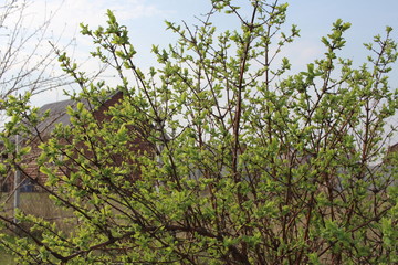 a honeysuckle shrub with green leaves bloomed in the garden in spring