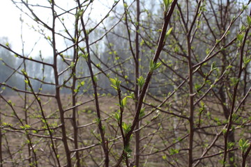 naked tree branches bloomed leaves in the spring in the forest plant