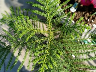 small evergreen trees in the park