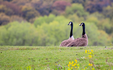 Geese are enjoying spring time on green grass