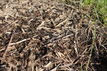 an anthill with forest ants insects crawl in the ground