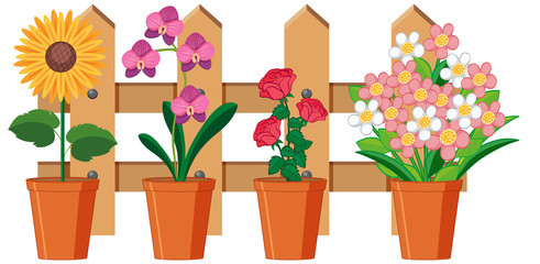 Beautiful flowers in garden on white background