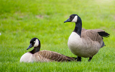 Geese are enjoying spring time on green grass