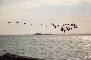 seagulls in the sea