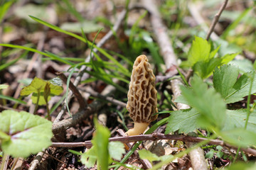 A true morel (Morchella) growing in the woods