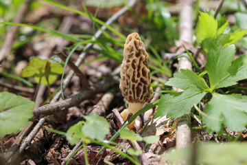 A true morel (Morchella) growing in the woods