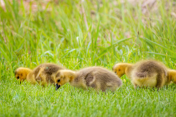 Goslings are enjoying springtime on green grass
