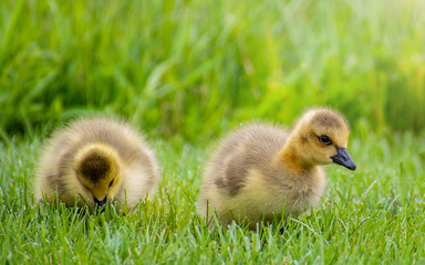 Goslings are enjoying springtime on green grass
