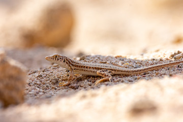 Nidua Fringe-Fingered Lizard - Acanthodactylus scutellatus
