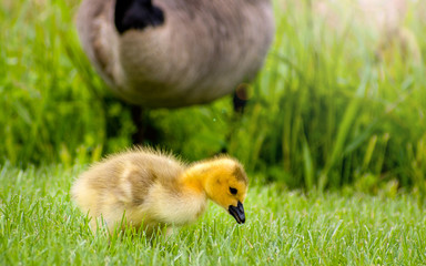 Goslings are enjoying springtime on green grass
