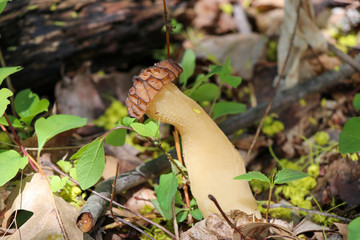 A true morel (Morchella) growing in the woods