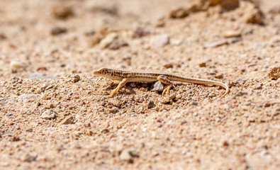 Nidua Fringe-Fingered Lizard - Acanthodactylus scutellatus
