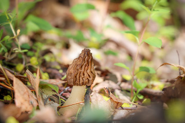 A true morel (Morchella) growing in the woods