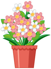 Beautiful flower in clay pot on white background