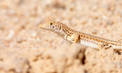Nidua Fringe-Fingered Lizard - Acanthodactylus scutellatus
