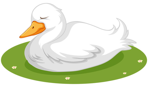 white duck resting on green grass clip art preview