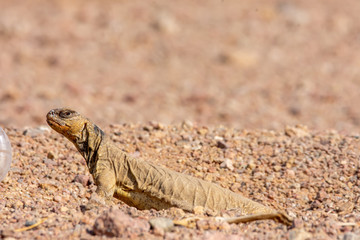 Uromastyx ornata, commonly called the ornate mastigure, is a species of lizard in the family Agamidae.