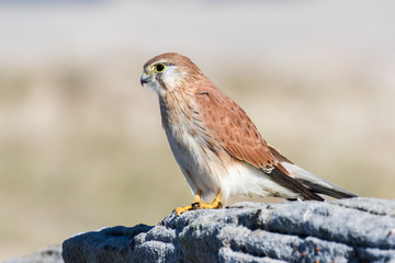 Nankeen Kestrel perched on sandstone rock