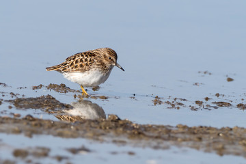 Spotted Sandpiper in Alaska