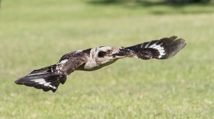 Laughing Kookaburra in flight