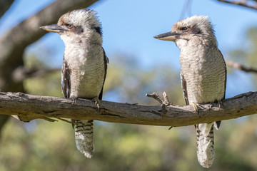 Laughing Kookaburra pair in tree