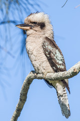 Laughing Kookaburra resting on tree branch