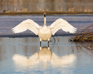 Trumpeter Swan Stretching it's Wings © Dee Carpenter