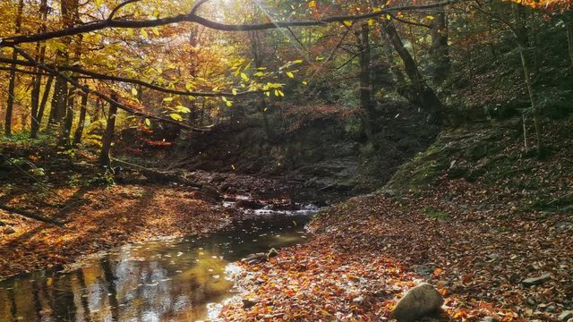 Autumn leaves falling on a bright sunny day The leaves changing color in the peaceful forest. Autumn landscape. Fallen leaves lying on the ground.