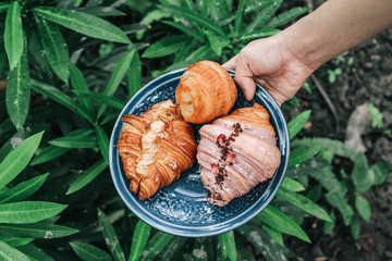 Hand holding blue plate with fresh sweet bake croissants for breakfast over in garden green...