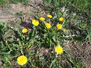 yellow dandelions in the grass
