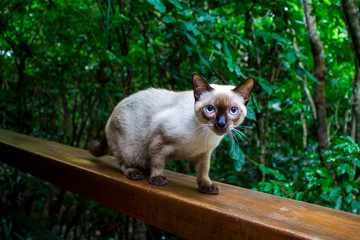 Fototapeta premium cat in the garden