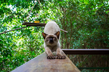 stretching cat