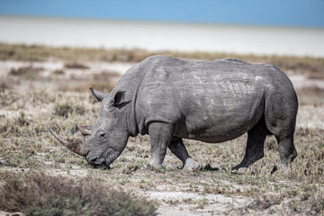 Rhinoceros in Etosha National Park