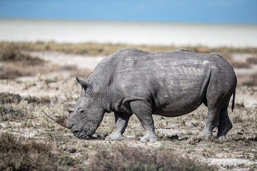 Fototapeta premium Nosorożec w Parku Narodowym Etosha