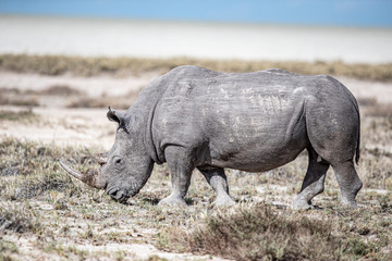 Obraz premium Rhinoceros in Etosha National Park
